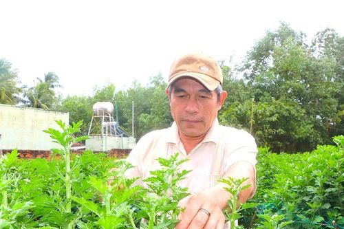 Nhà vườn An Khê vào vụ hoa Tết