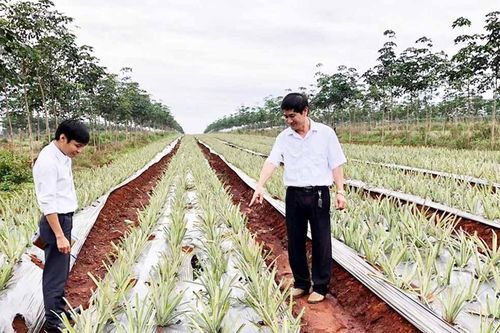 Ngành nông nghiệp Gia Lai nâng cao khả năng thích ứng