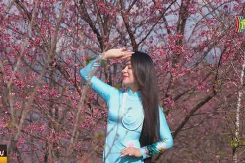 Về Điện Biên, thăm đảo hoa Anh đào đẹp như tiên cảnh