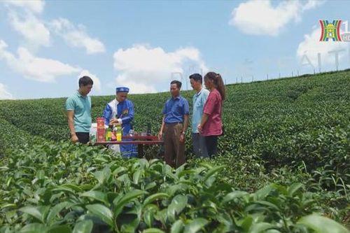 Thưởng trà trên cao nguyên Mộc Châu