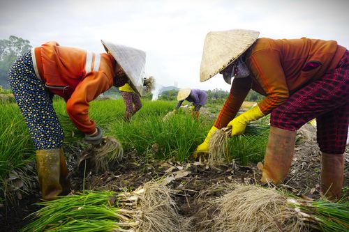 Bình Định: Kiệu Tết đã mất mùa lại rớt giá, nông dân 'gấp đôi nỗi sầu'