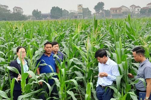 Hướng sản xuất mới từ trồng ngô sinh khối