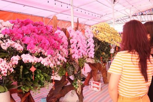 Những chậu lan tiền triệu xuống phố hút khách