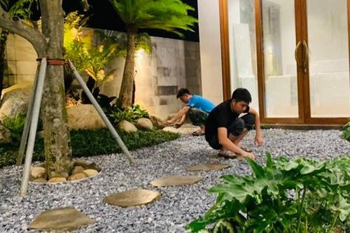 Săn lùng dương xỉ cổ đại giá cả triệu đồng chơi Tết