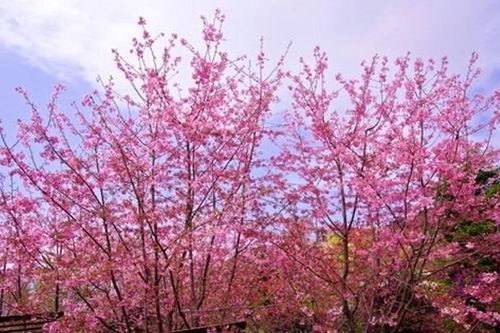 Lạc vào xứ hoa Anh đào ở Điện Biên