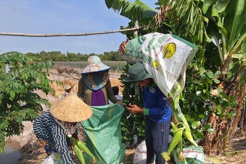 Rộn ràng mùa thu hoạch ở 'xóm bắp'