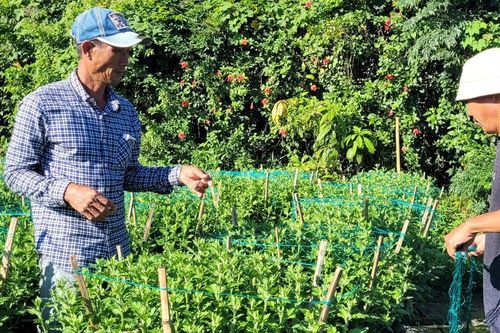 Người trồng hoa Tết tại Bà Rịa – Vũng Tàu lo lắng khi sức mua giảm