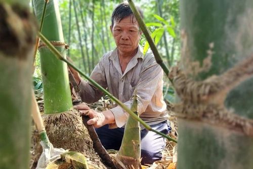 Người dân Cần Thơ kiếm bộn tiên từ tre Tứ Quý rồng