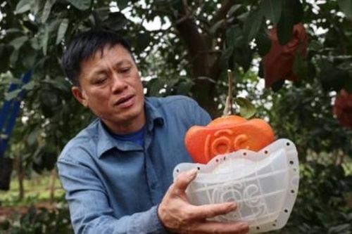 Bưởi đỏ Đông Cao tạo hình 'Tài - Lộc ' độc lạ hút khách dịp Tết Nguyên đán