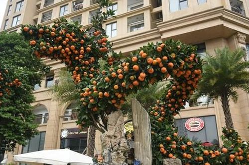 Chiêm ngưỡng cặp quất tạo hình rồng khổng lồ giá hàng trăm triệu xuống phố