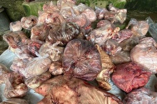 Kinh hoàng kết quả xét nghiệm 3 tấn thịt và nội tạng lợn bốc mùi tại Huế