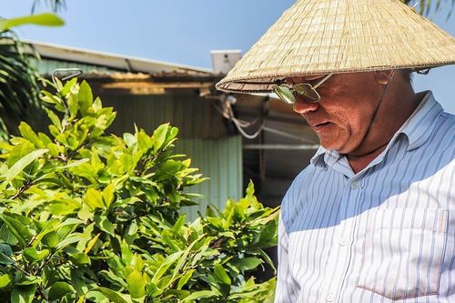 Mai Tết nở sớm, chủ vườn thấp thỏm hạ giá thuê