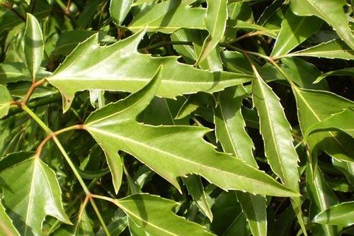 Loại lá thơm dễ tìm, bổ dưỡng như sâm