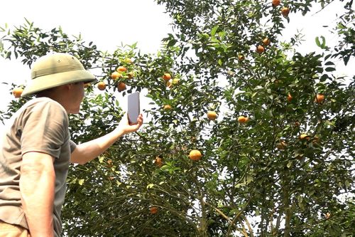 Vườn cam 'chuyển đổi số', người dân dùng internet trao đổi với chuyên gia