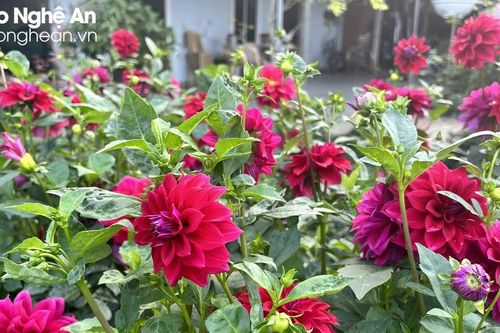 Nông dân làng hoa Nghi Ân (TP. Vinh) trồng cúc Đà Lạt và thược dược không đủ bán