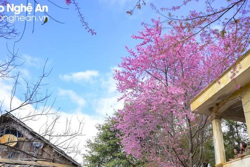 Rực rỡ hoa anh đào trên đường chạy marathon chinh phục đỉnh Puxailaileng