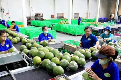 Tỉnh Bến Tre đẩy mạnh sản xuất nông nghiệp theo hướng công nghệ cao