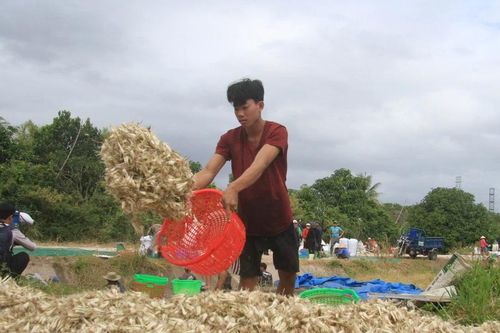 Khánh Hòa: Giá củ kiệu Tết quá thấp khiến người trồng kém vui