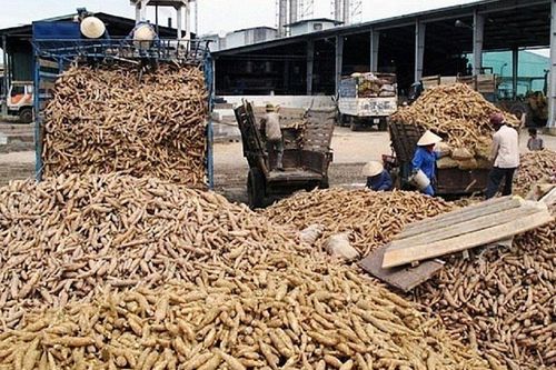 Tận dụng cơ hội, đẩy mạnh xuất khẩu sắn