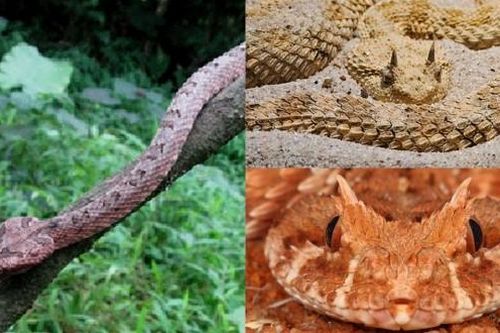 Loài sinh vật cực độc chỉ xuất hiện ở Việt Nam: Có khuôn mặt của 'ác quỷ', tên gọi nghe đã thấy sợ