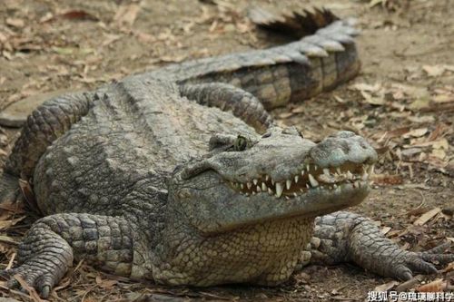 Loại động vật sống sót qua ba lần tuyệt chủng hàng loạt: Bị nhiều người 'hàm oan'