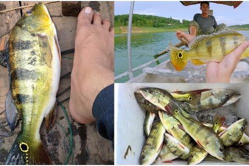 Loài quái ngư ngoại lai từng xuất hiện ở 2 hồ thủy điện của Việt Nam, tên gọi nghe là thấy oai phong