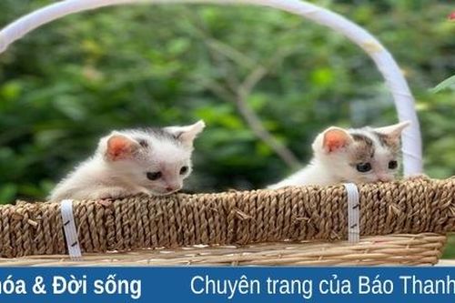 Tôi là Tiểu Bạch và đây là chuyện của lũ mèo chúng tôi