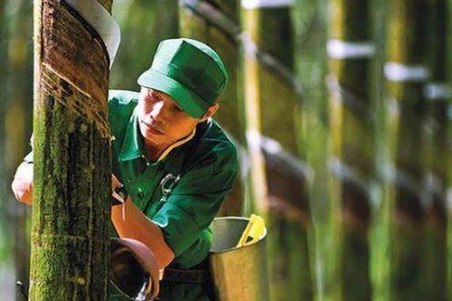 Giá mủ biến động mạnh, loạt DN cao su hoàn thành kế hoạch năm 2023