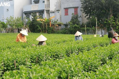 Lao động tự do thêm thu nhập nhờ 'làm nông' dịp Tết
