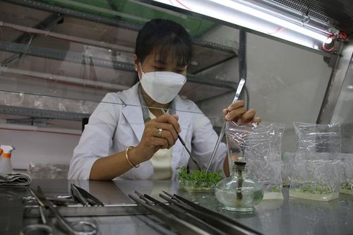 Cô gái trẻ với mô hình sản xuất hoa, kiểng cấy mô