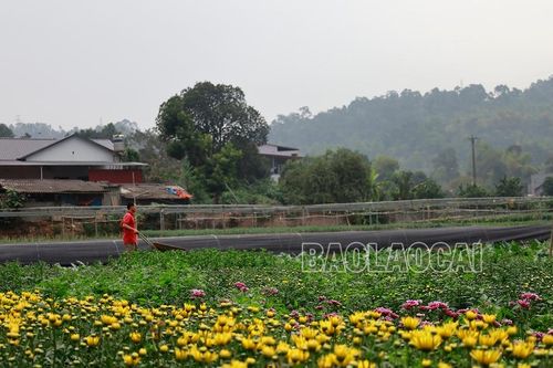 Nông dân tất bật chăm sóc hoa tết