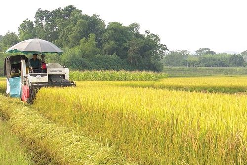 Kiên định mục tiêu sản xuất hiệu quả, bền vững