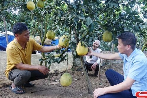 Các nhà vườn ở Mai Sơn trước thị trường tết