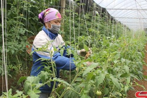 Đông Sang phát triển nông nghiệp ứng dụng công nghệ cao