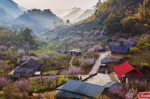 Sắc thắm hoa đào