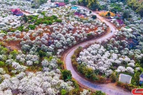 Tinh khôi mùa hoa mận Sơn La