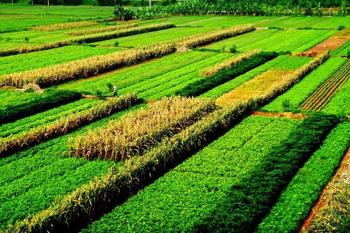 Thủ tướng chỉ đạo các Bộ, ngành cùng tháo gỡ khó khăn cho nông dân