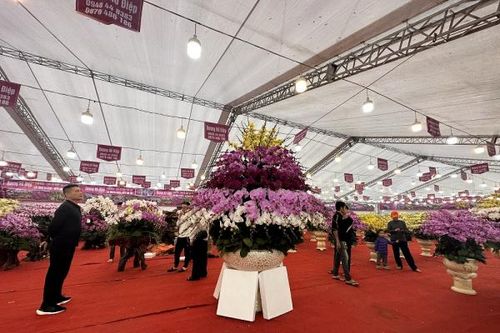 Chợ hoa, cây cảnh Tết vắng khách