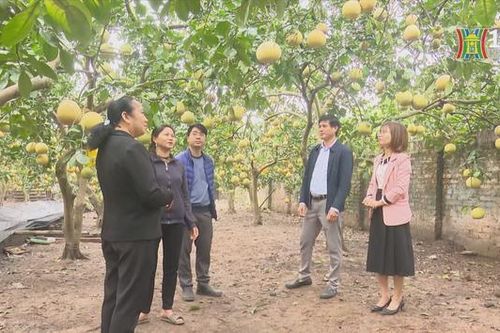 Dồi dào trái cây phục vụ cao điểm Tết Giáp Thìn 2024