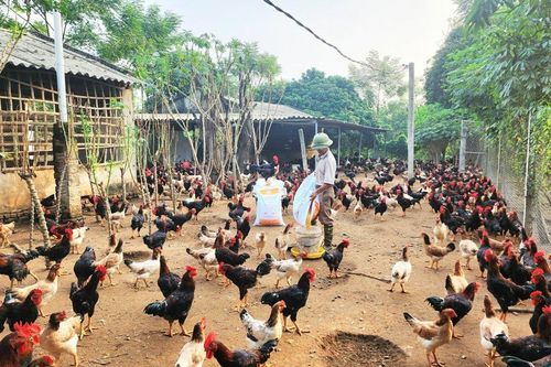 Nhà nông vào vụ sản xuất lớn nhất năm