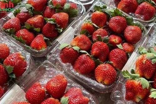 Dâu tây Sơn La giả mạo tràn lan, cách phân biệt thật giả cực dễ người mua nên biết