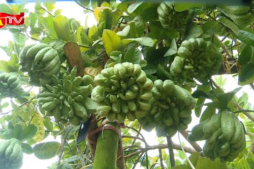 Bí quyết chăm sóc để có vườn phật thủ đẹp phục vụ Tết