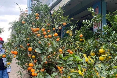 Thị trường hoa kiểng Tết: Sức mua yếu