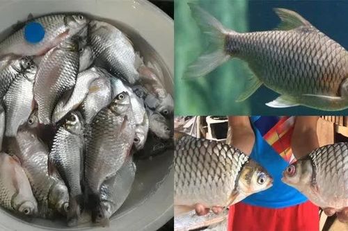 Loài cá đặc sản suýt tuyệt chủng vì bị săn bắt quá nhiều