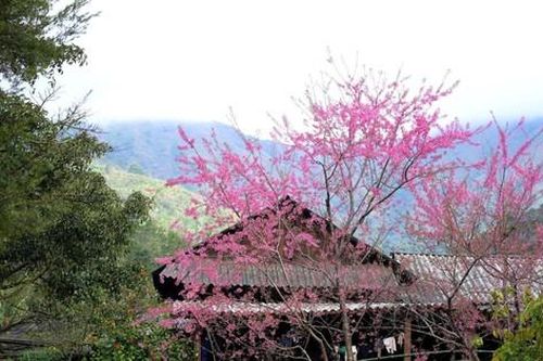 Hoa anh đào bung nở, ngôi trường huyện biên giới đẹp ngỡ ngàng