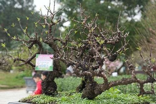 Chiêm ngưỡng những cây đào truyền thống ở Hà Nội lần đầu tiên 'dự thi sắc đẹp'