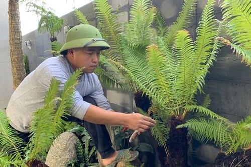 Loài cây mọc dại bờ tường nay làm cảnh giá tiền triệu được săn lùng dịp Tết