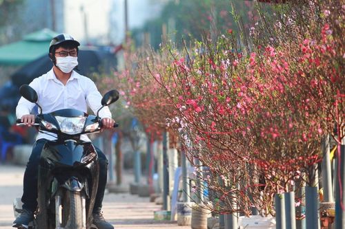 Hoa đào hồng rực xuống phố Hà Nội, giá rẻ phục vụ người chơi Tết sớm