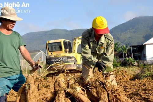 Bội thu sắn dây, nông dân Nam Đàn thu về trăm triệu đồng/ha