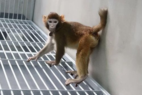 Khỉ nhân bản vô tính cho thấy hạn chế của một công nghệ gây tranh cãi dữ dội
